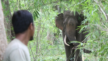 A large male Asian elephant walks through the bushes towards the camera, a man stands in the foreground watching.