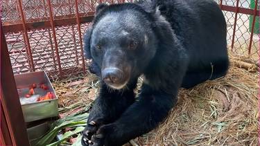 Happy looking asiatic black bear in a recovery cage surrounded by straw and holding fruit in its paws