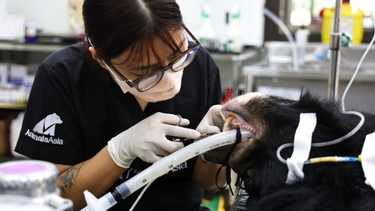 Veterinarian performing dental treatment on a sedated bear, using gloves and dental instruments in a clinic.