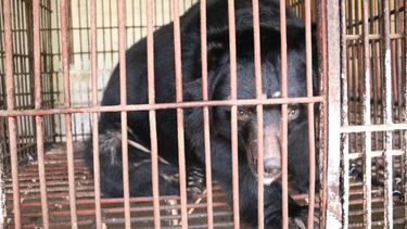 An asiatic black bear sits in a rusty cage looking out.