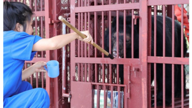 Asiatic black bear in rescue cage with red fire host hammock behind and bear carer in blue scrubs feeding bear from a long-handled spoon.