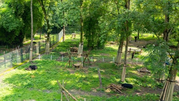 Asiatic black bears resting and exploring in a large, green, tree-filled sanctuary with fencing and enrichment structures.