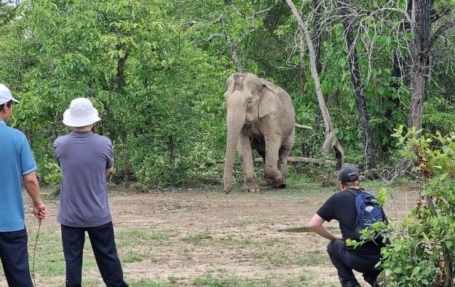 Three people observe and photograph an elephant standing in a clearing surrounded by dense green forest.