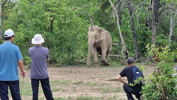 Three people observe and photograph an elephant standing in a clearing surrounded by dense green forest.
