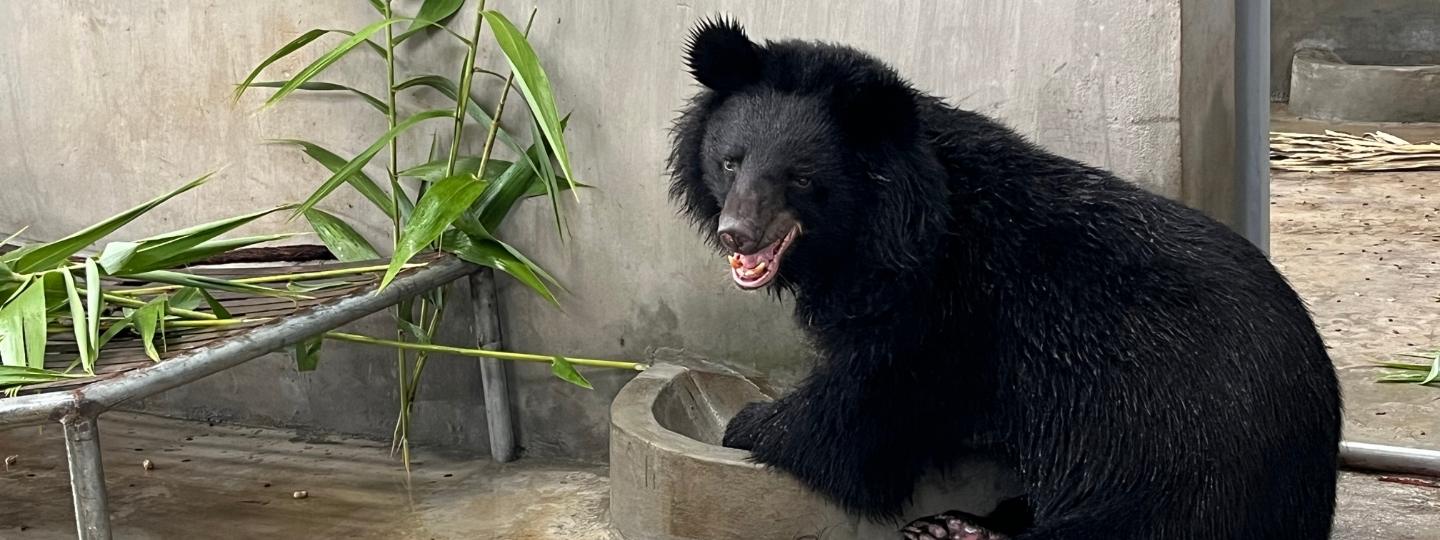An adult moon bear sits in a man made den surrounded by leaves, as if smiling at the camera