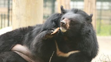 Asiatic black bear lying on side, face forward, with a leaf dangling from his mouth