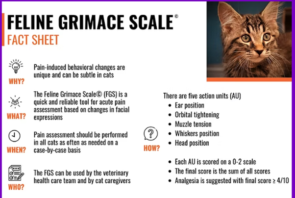 Feline grimace scale fact sheet