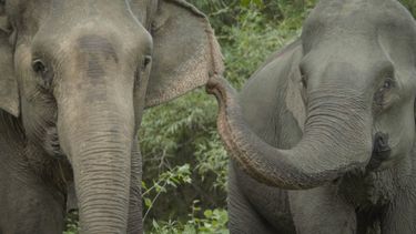 Two adult female Asian elephants standing together in a lush forest.