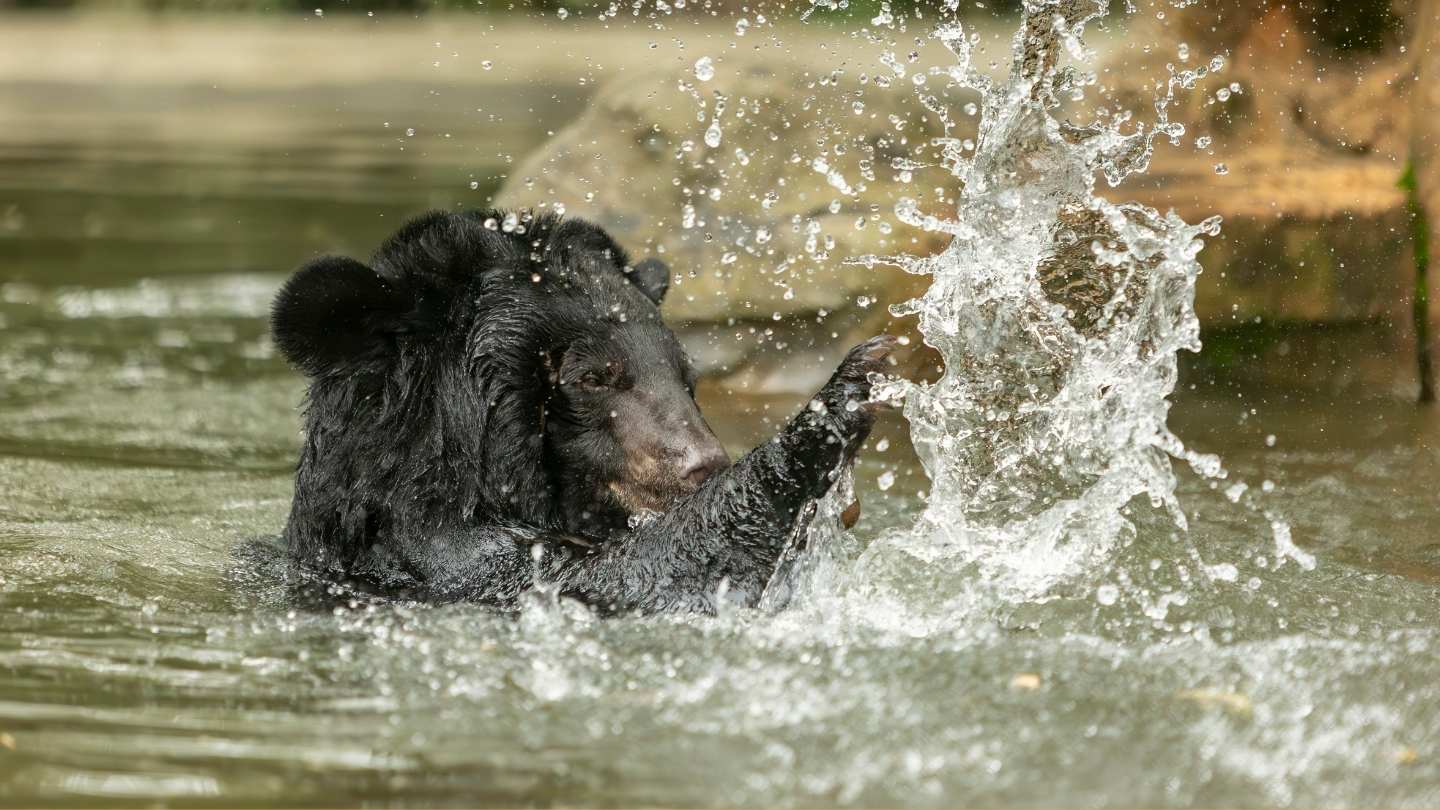 Asiatic black bear splashes playfully in a pool, sending water droplets flying at a wildlife sanctuary.