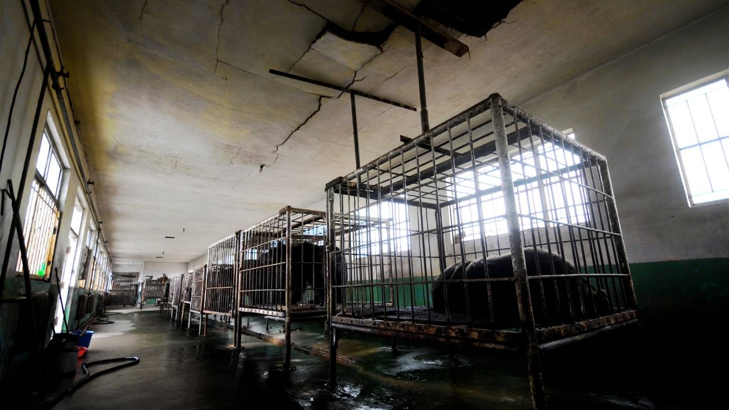 Multiple moon bears in small metal cages lined up inside a dimly lit facility.