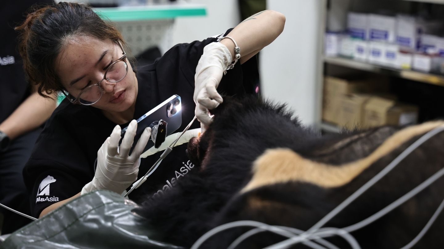 Veterinarian examining a sedated moon bear’s mouth with a flashlight in a clinic.
