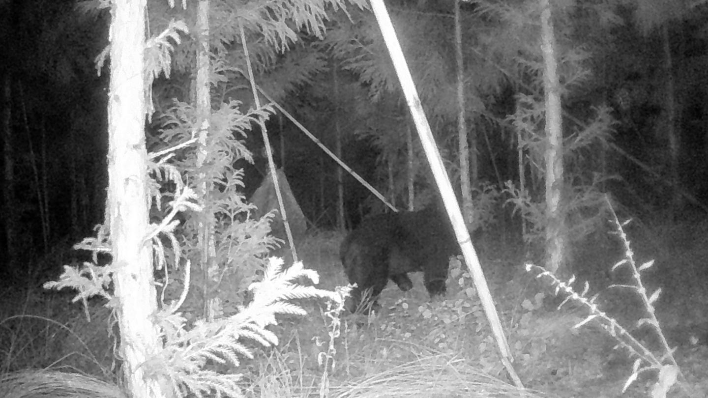 Black and white night-vision camera photo of a wild bear walking through a forest with trees and plants.