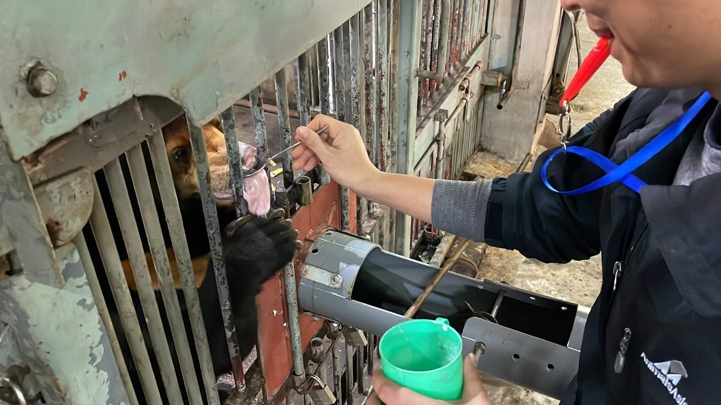 Person feeding a bear through the bars of an enclosure using a spoon and green cup.