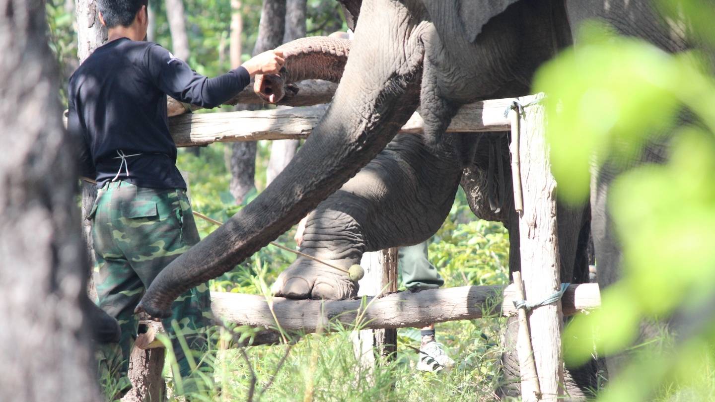 Person interacting with an elephant through a wooden fence in a forest setting.