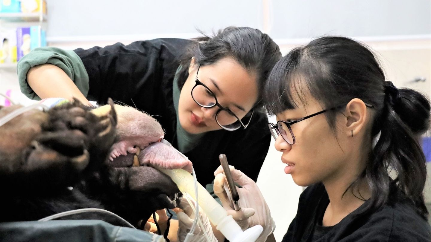 Veterinary team performing oral care and anesthesia on a bear in a clinic.