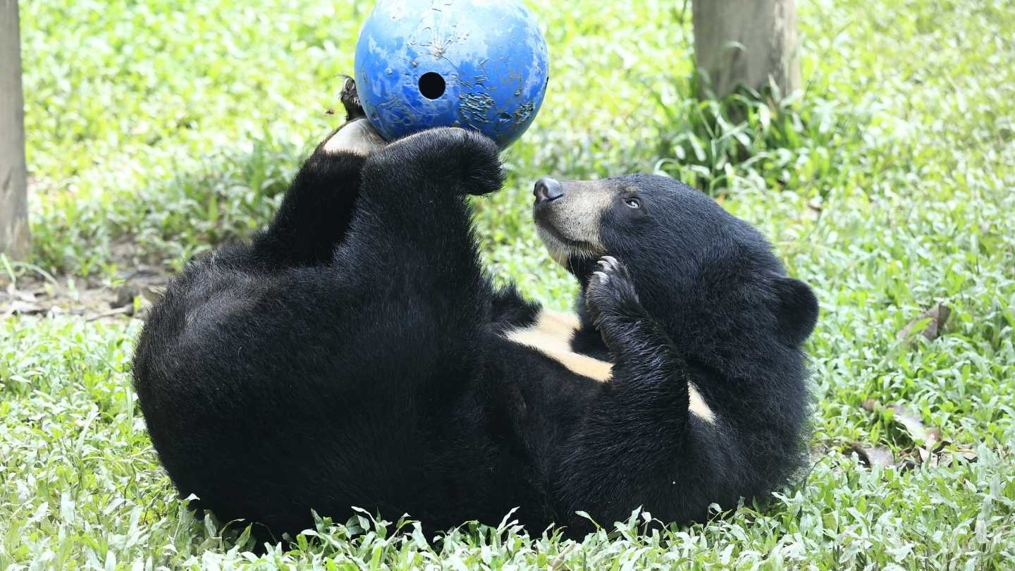 Asiatic black bear lying on its back in grass, playing with a blue ball in a sunny outdoor enclosure.