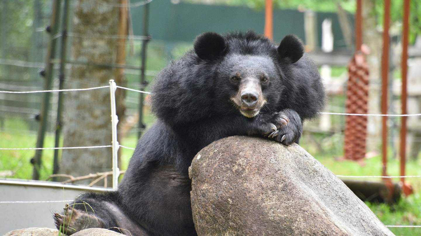 Asiatic black bear resting its paws and chin on a large rock in a fenced outdoor enclosure.