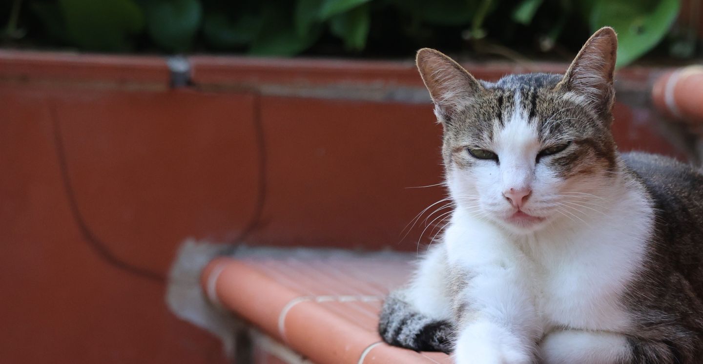 Cat with white chest sitting on orange tile step with some plants in the background