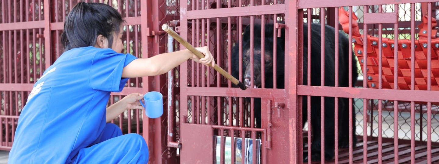 Asiatic black bear in rescue cage with red fire host hammock behind and bear carer in blue scrubs feeding bear from a long-handled spoon.