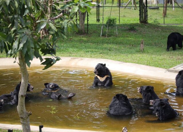 Multiple Asiatic black bears gathered in a pool, green background and tree in foreground