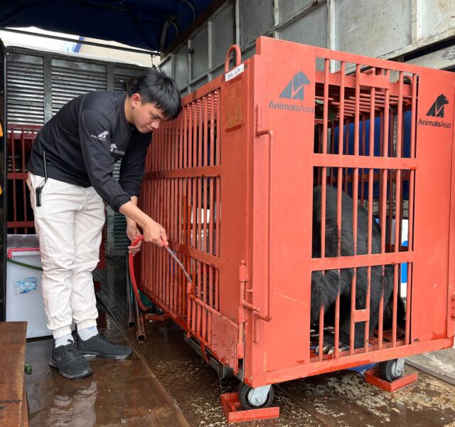 Rescue worker cleaning a red Animals Asia cage containing an Asiatic black bear inside a transport truck.