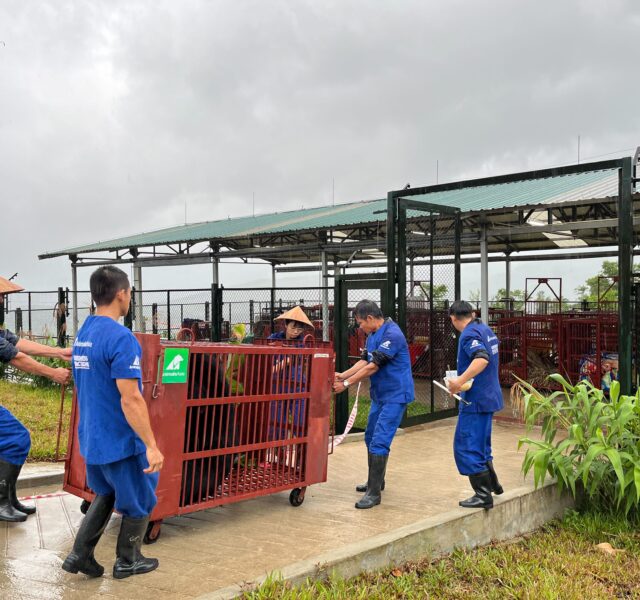 Rescue team in blue uniforms moving a red bear transport cage into a secure outdoor enclosure at a sanctuary.