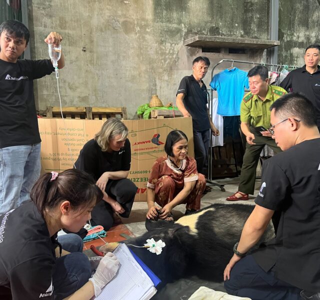 Rescue team and local officials treating an anesthetized Asiatic black bear during a medical procedure indoors.
