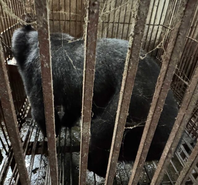 Asiatic black bear sitting inside a rusty, dirty cage with cobwebs in a poorly maintained enclosure.