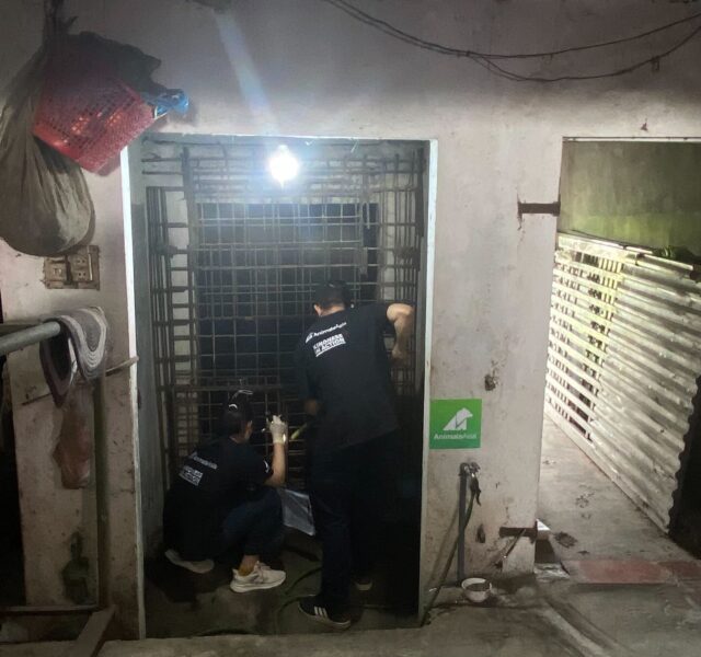 Two rescue workers attending to an Asiatic black bear in a metal cage inside a dimly lit building.