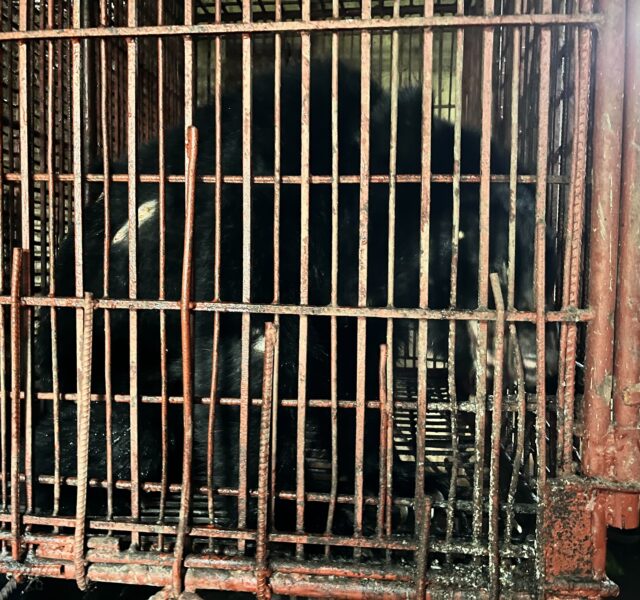 Asiatic black bear confined in a small, rusty metal cage in a poorly lit, dirty room.