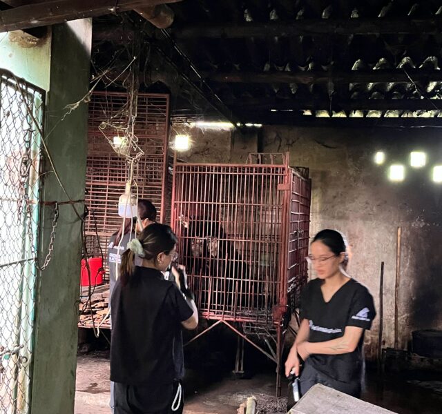 Rescue workers inside a dimly lit building with two Asiatic black bears in red cages during a rescue operation.