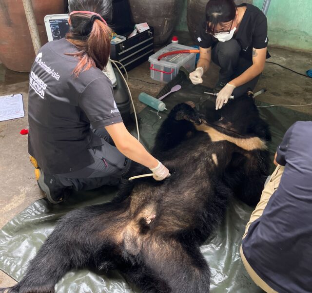 Veterinary team conducting a medical examination on an anesthetized Asiatic black bear lying on a mat.