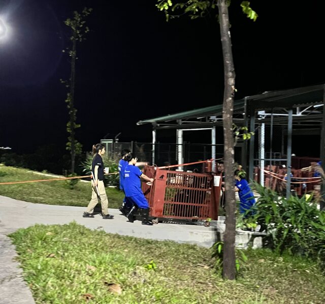 Rescue team in blue uniforms moving a red bear transport cage along a path at night near an outdoor enclosure.