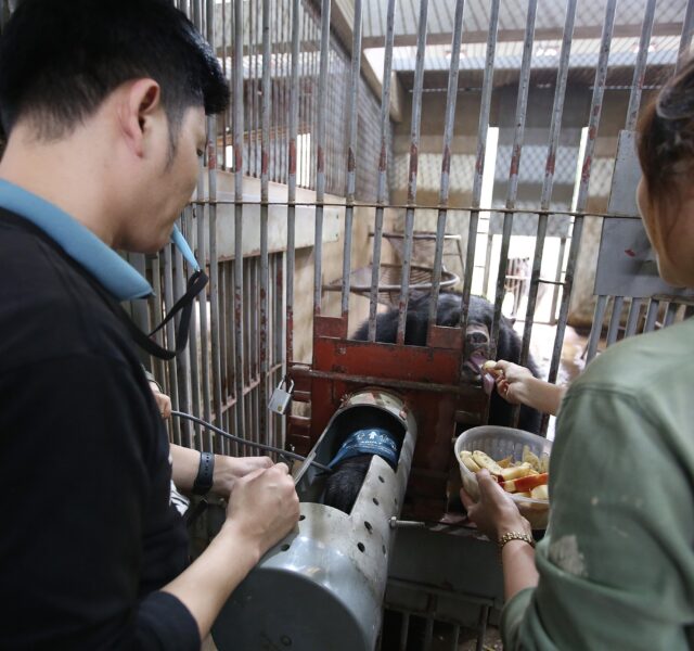 Veterinary team examining and feeding an Asiatic black bear through the bars of a cage using medical equipment and fruit.