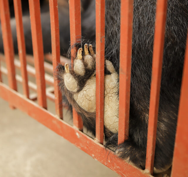 Close-up of an Asiatic black bear’s paw gripping the bars of a red transport cage.