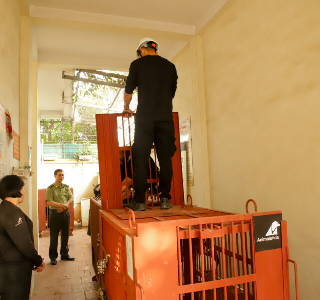 Staff monitoring the transfer of an Asiatic black bear in a red transport cage inside a facility corridor.