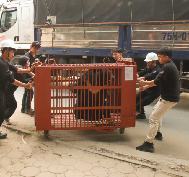 Rescue team transporting an Asiatic black bear in a red cage near a large truck during a relocation operation.