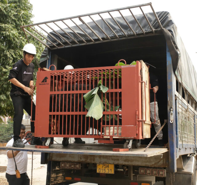 Red cage containing an Asiatic black bear being loaded onto a truck by rescue workers, covered with green leaves for comfort.