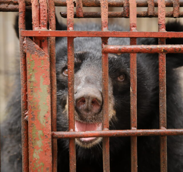 Asiatic black bear looking through rusty metal bars of a cage with its mouth slightly open.