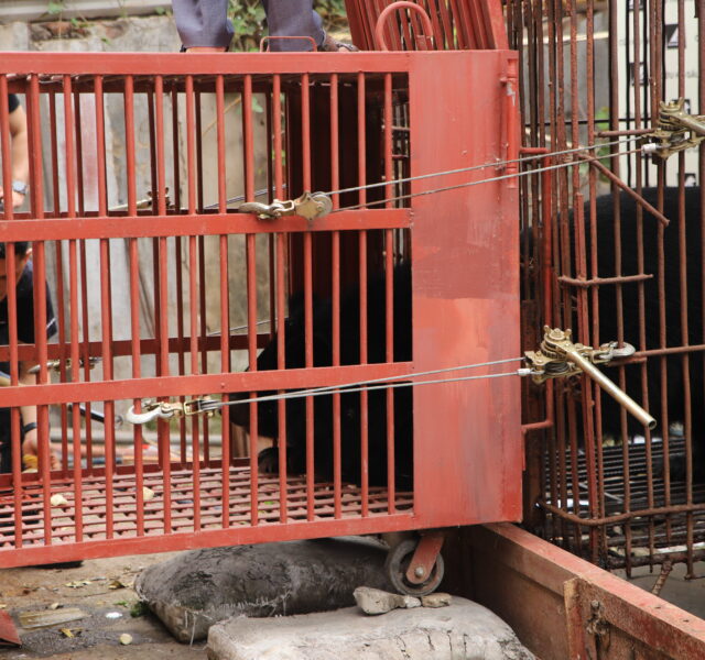 Asiatic black bear inside a secured red cage with metal locks during a rescue operation.