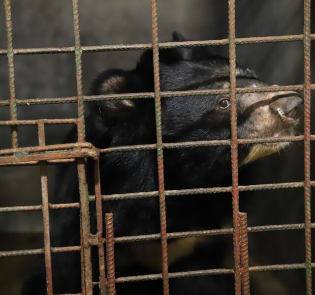 Asiatic black bear looking up from inside a rusty metal cage in a poorly lit enclosure.