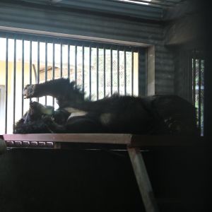 Asiatic black bear lying on back on raised platform with paw raised in front of barred window.