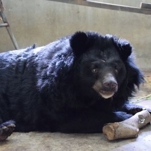 Small Asiatic black bear with white chin, resting on stomach looking at camera to the right, with log toy resting in front of paws.