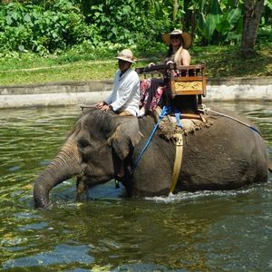 Elephant walking through water with two people riding in a wooden seat on its back, lush greenery in background.