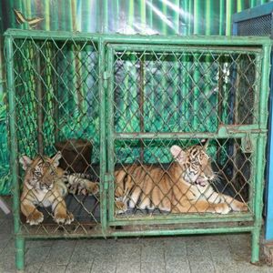 Two tiger cubs lying inside a small metal cage with a green wire mesh door.