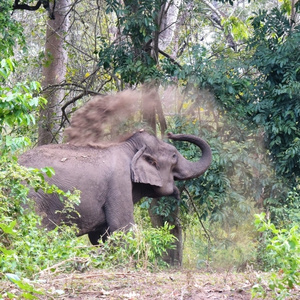 An asian elephant stands in a lush forest throwing soil up from its trunk onto its back.