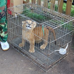 Lion cub standing inside a small wire cage on a dirt ground, looking up.