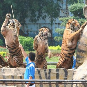 Three tigers standing on hind legs during a circus performance, responding to a trainer with a stick.