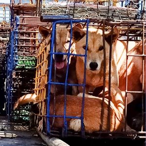 Several dogs confined together inside a small blue metal cage outdoors.