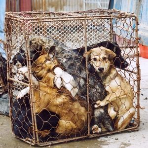 Multiple dogs tightly packed inside a small wire cage on a concrete surface.